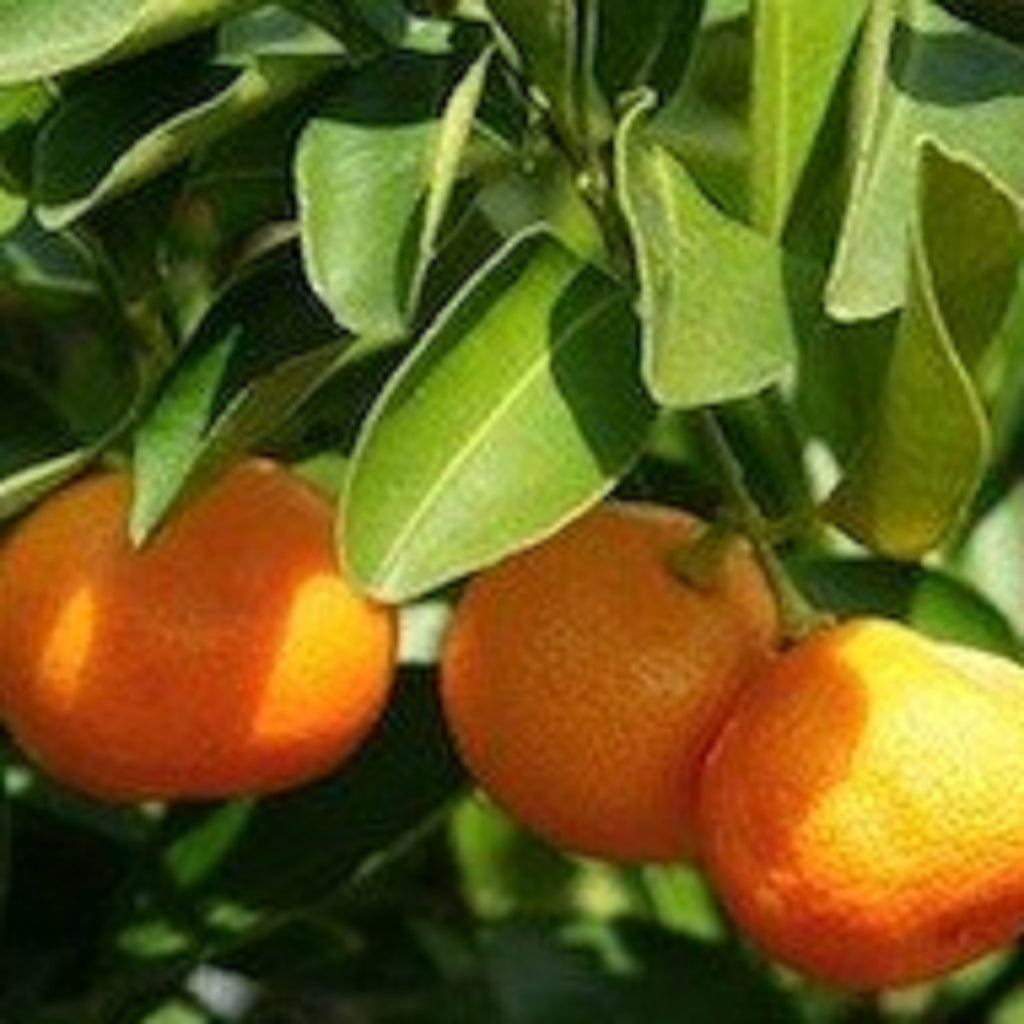 Orange - Sweet - 5 fold Essential Oil,Essential Oils - Karma Suds