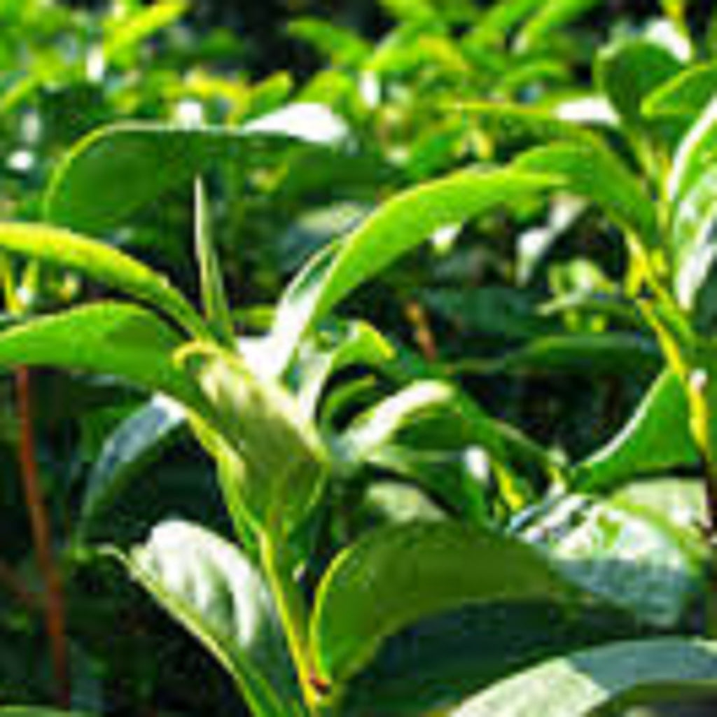 Tea Tree Essential Oil,Essential Oils - Karma Suds